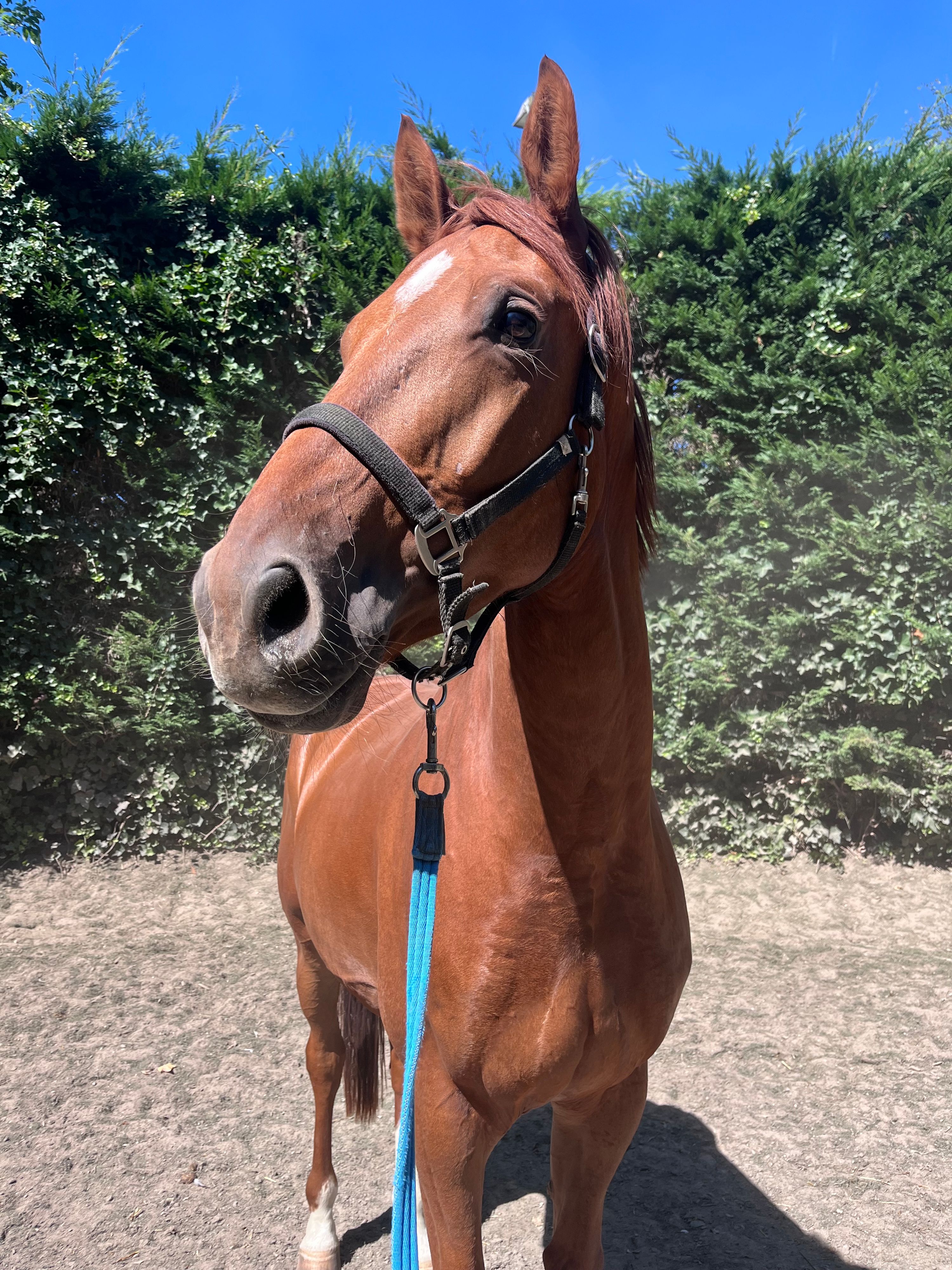 kwpn dressuurpaard ruin 7 years old vos for sale - Photo 4