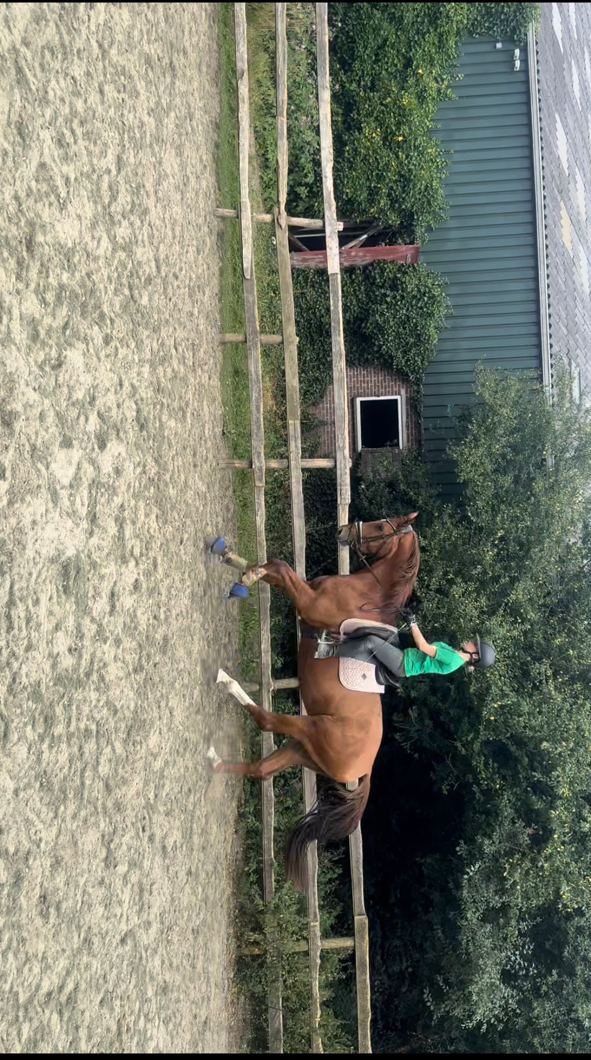 kwpn dressuurpaard ruin 7 years old vos for sale - Photo 2