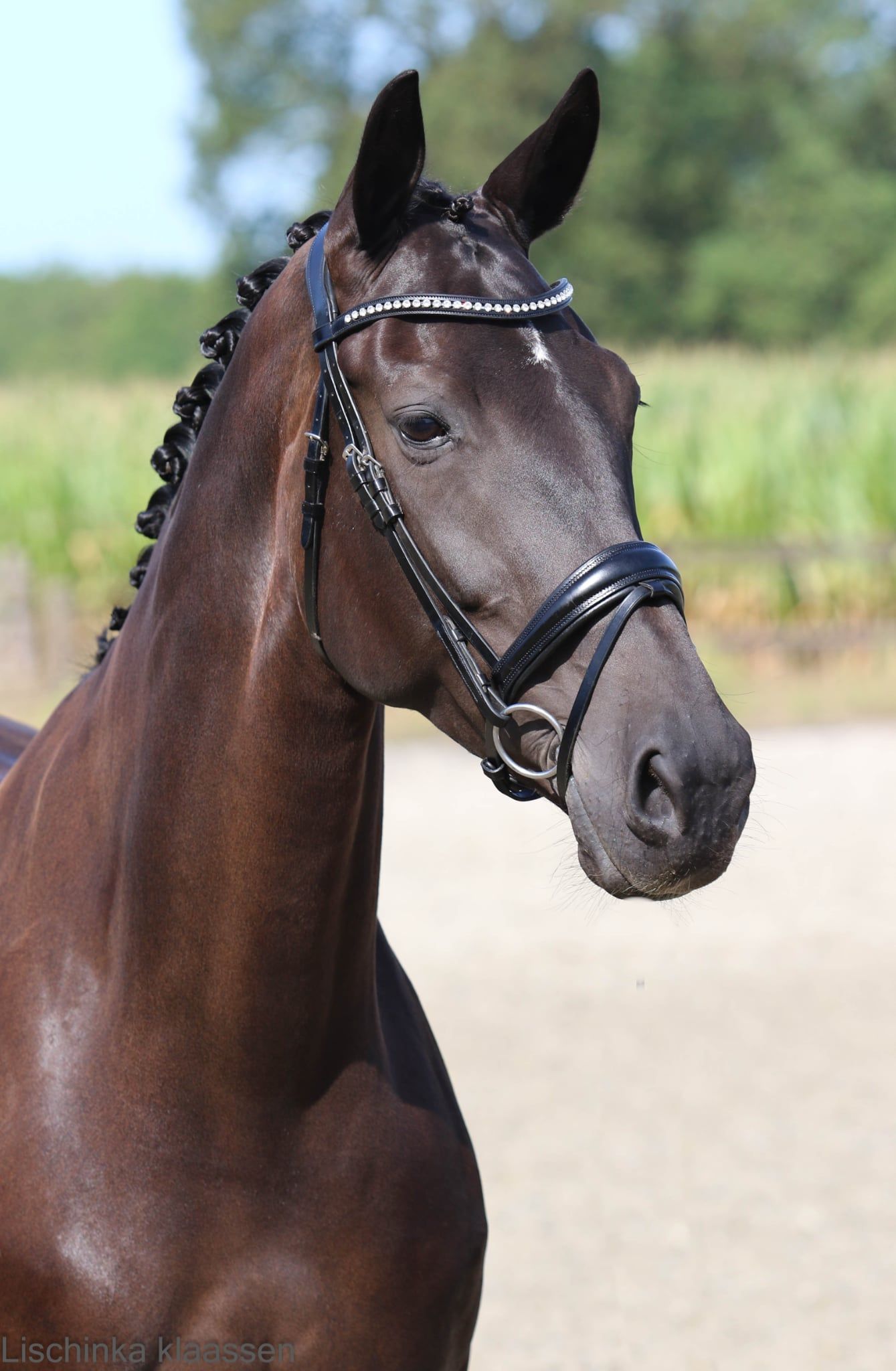 kwpn dressuurpaard merrie 7 岁 zwart 出售 - 照片 4