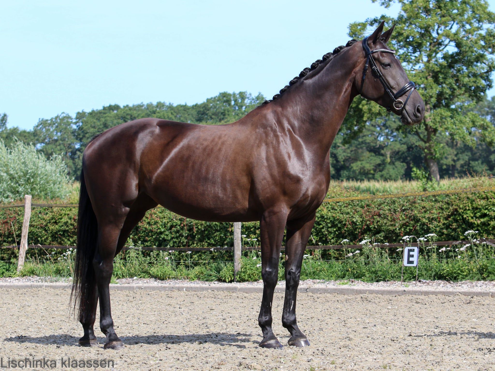 kwpn dressuurpaard merrie 7 岁 zwart 出售 - 照片 6