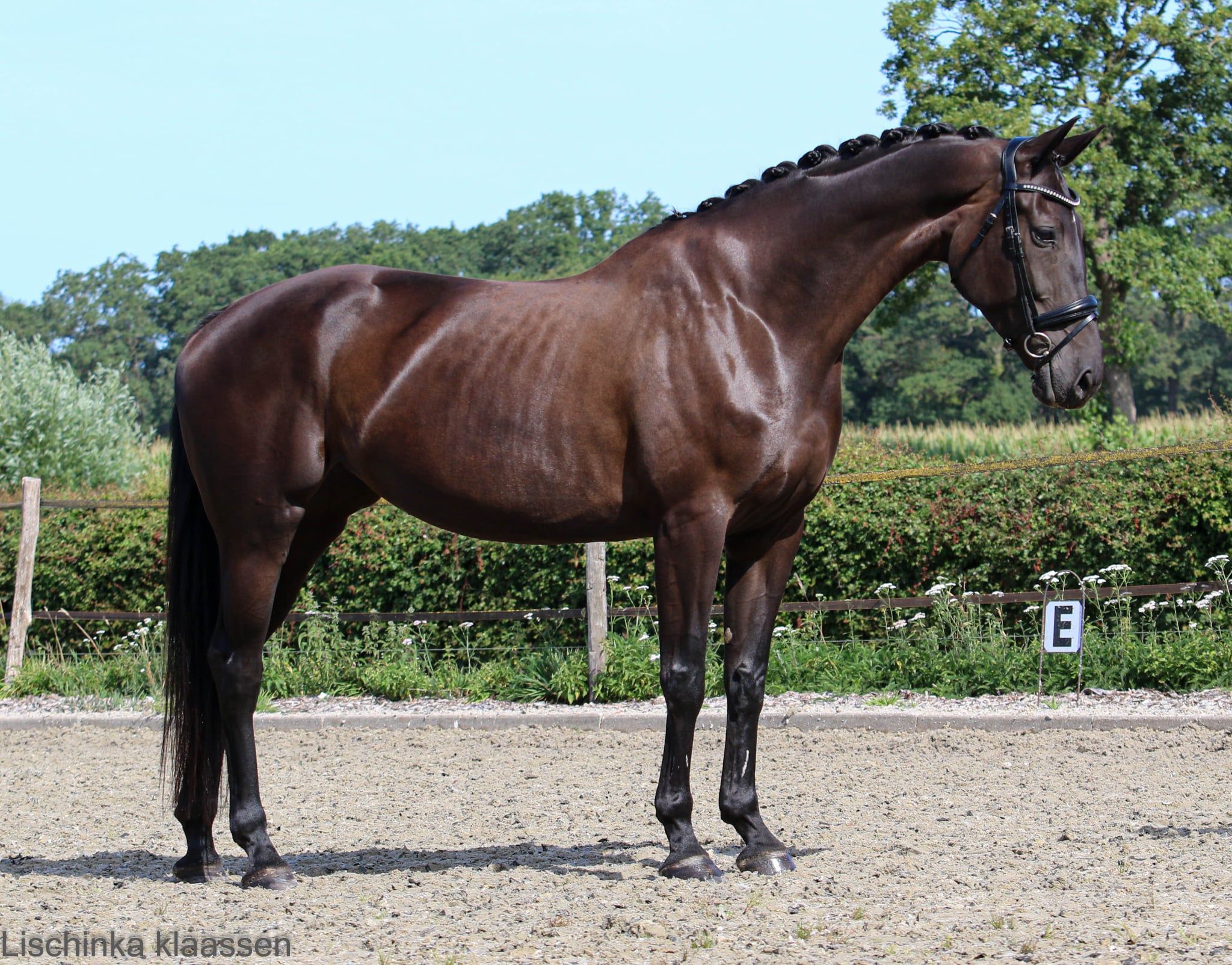 kwpn dressuurpaard merrie 7 岁 zwart 出售 - 照片 2
