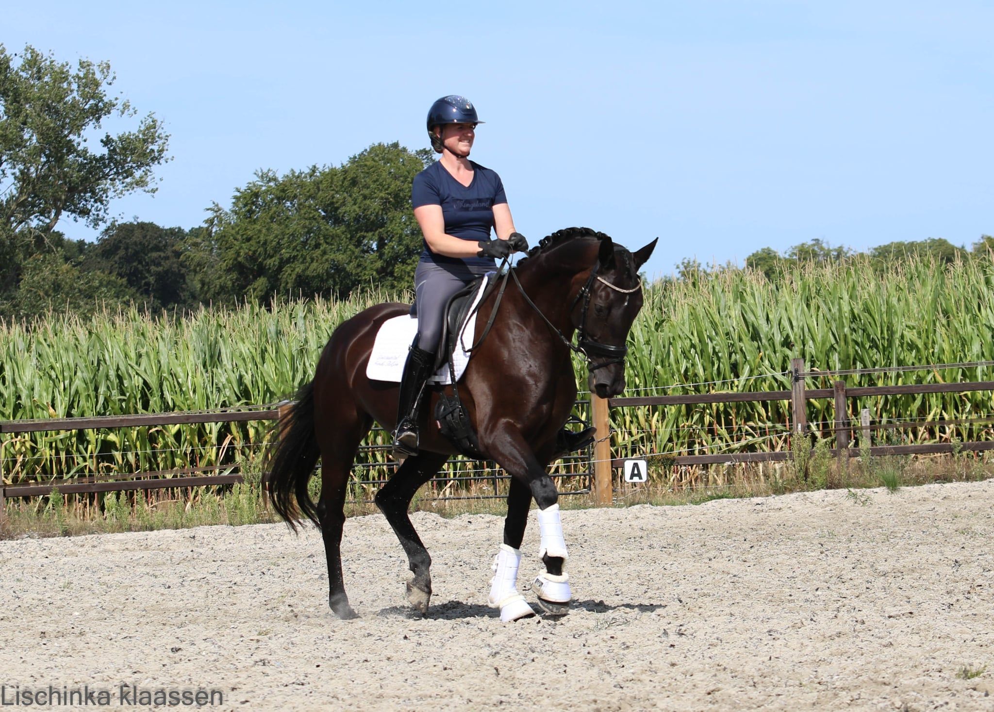 kwpn dressuurpaard merrie 7 岁 zwart 出售 - 照片 5