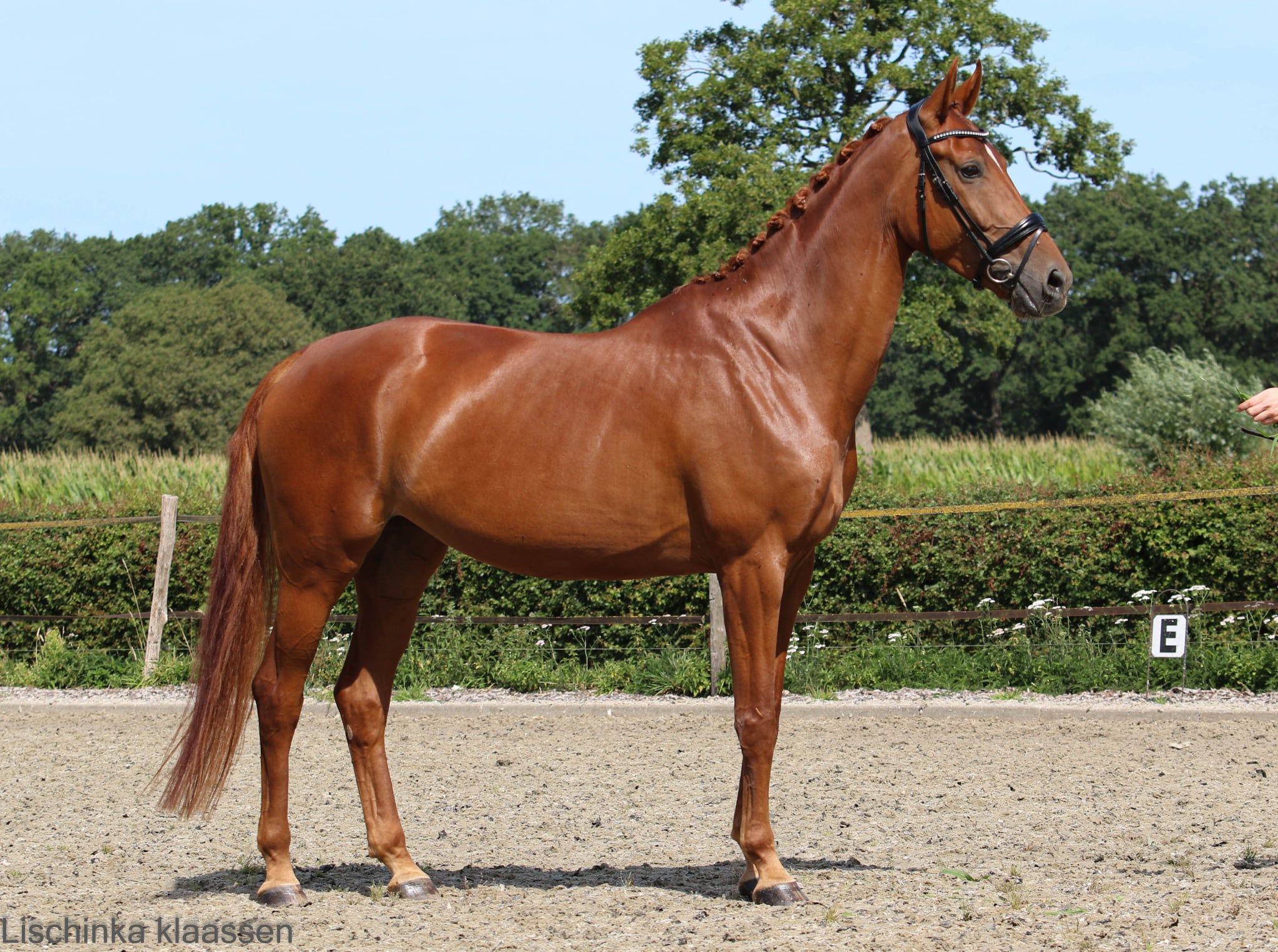 kwpn dressuurpaard merrie 5 años vos en venta - Foto 4