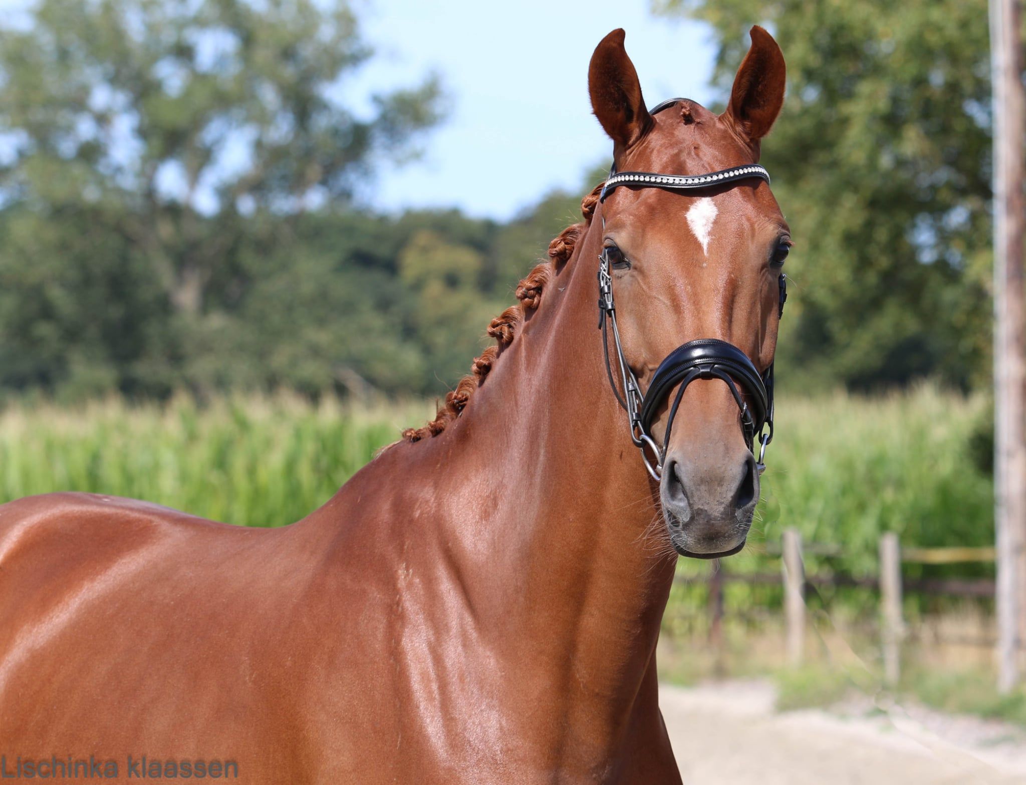 kwpn dressuurpaard merrie 5 años vos en venta - Foto 3