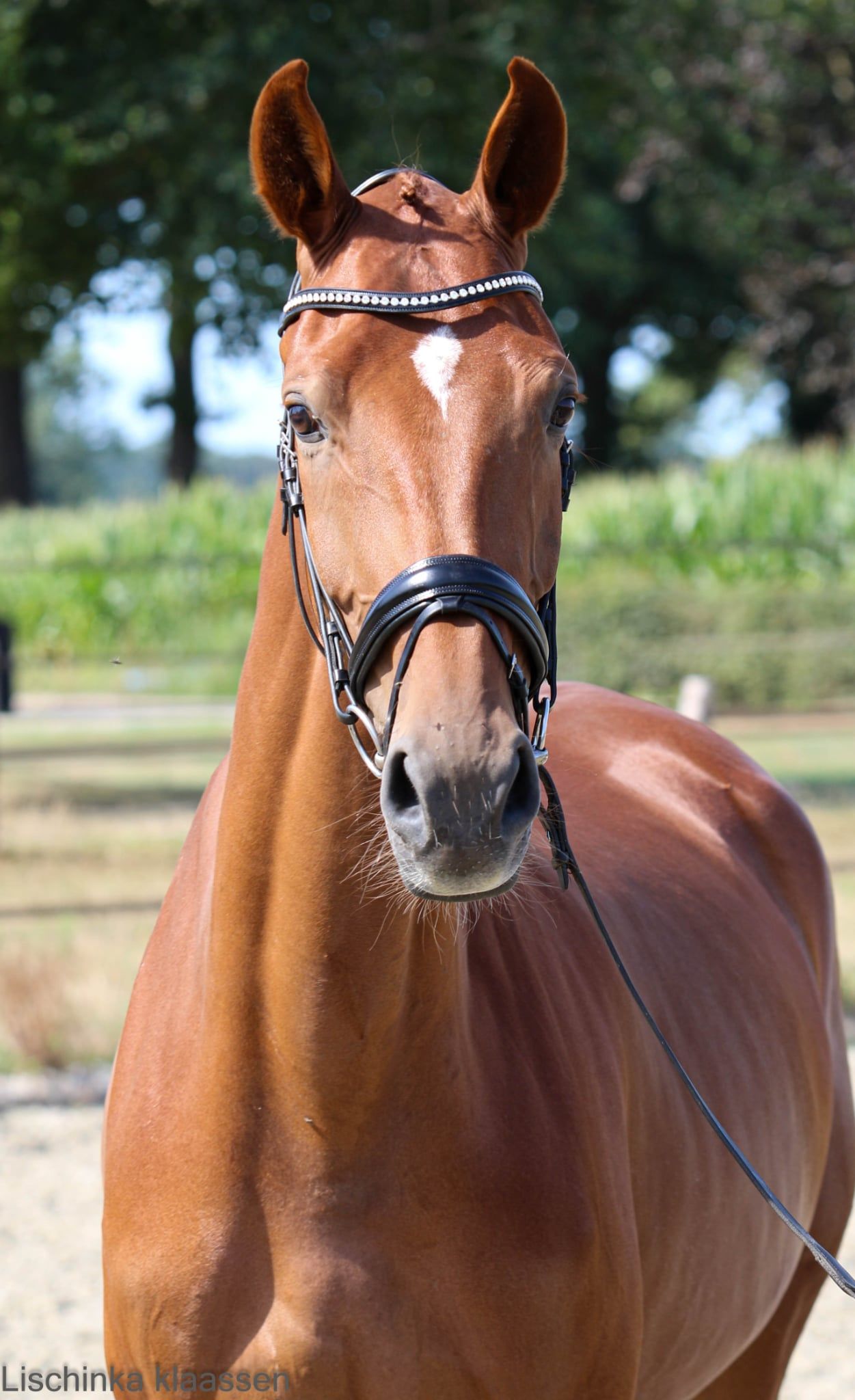 kwpn dressuurpaard merrie 5 años vos en venta - Foto 2