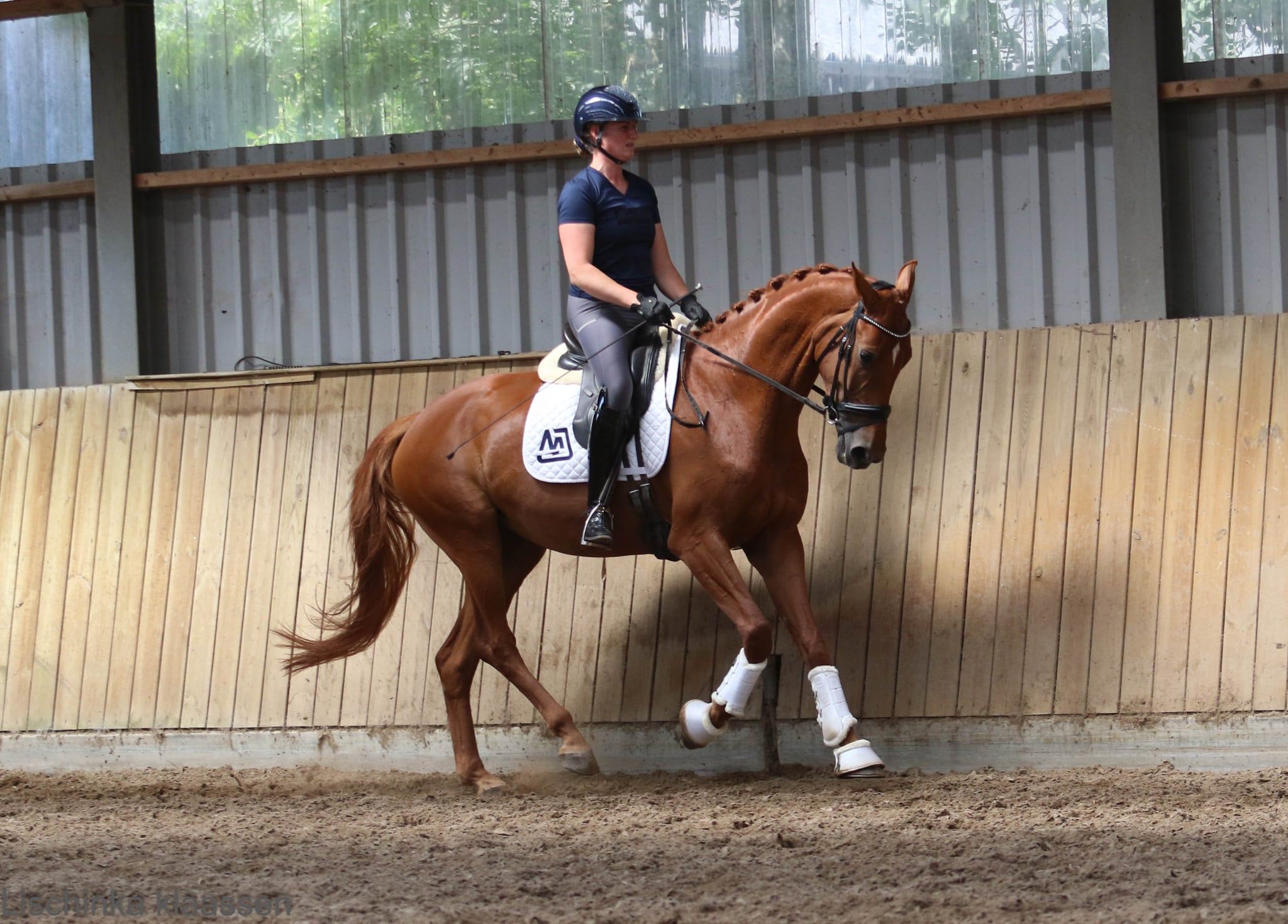 kwpn dressuurpaard merrie 5 años vos en venta - Foto 6