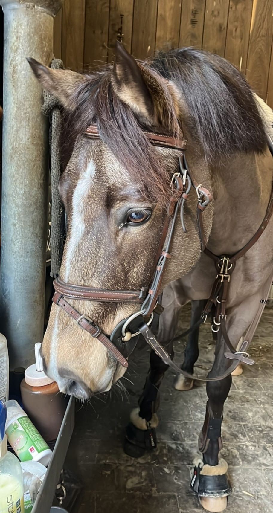 bwp allround-pony ruin 12 år andere-kleur till salu - Foto 2
