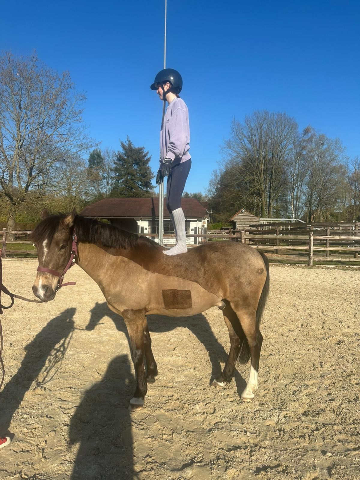 bwp allround-pony ruin 12 år andere-kleur till salu - Foto 3