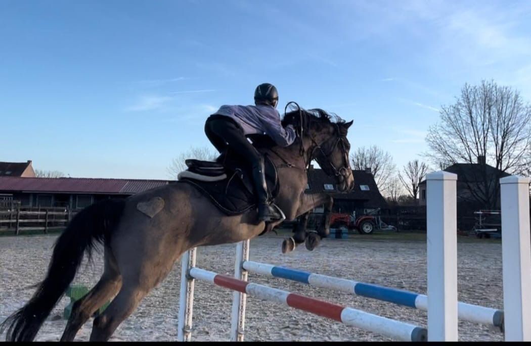 bwp allround-pony ruin 12 år andere-kleur till salu - Foto 5