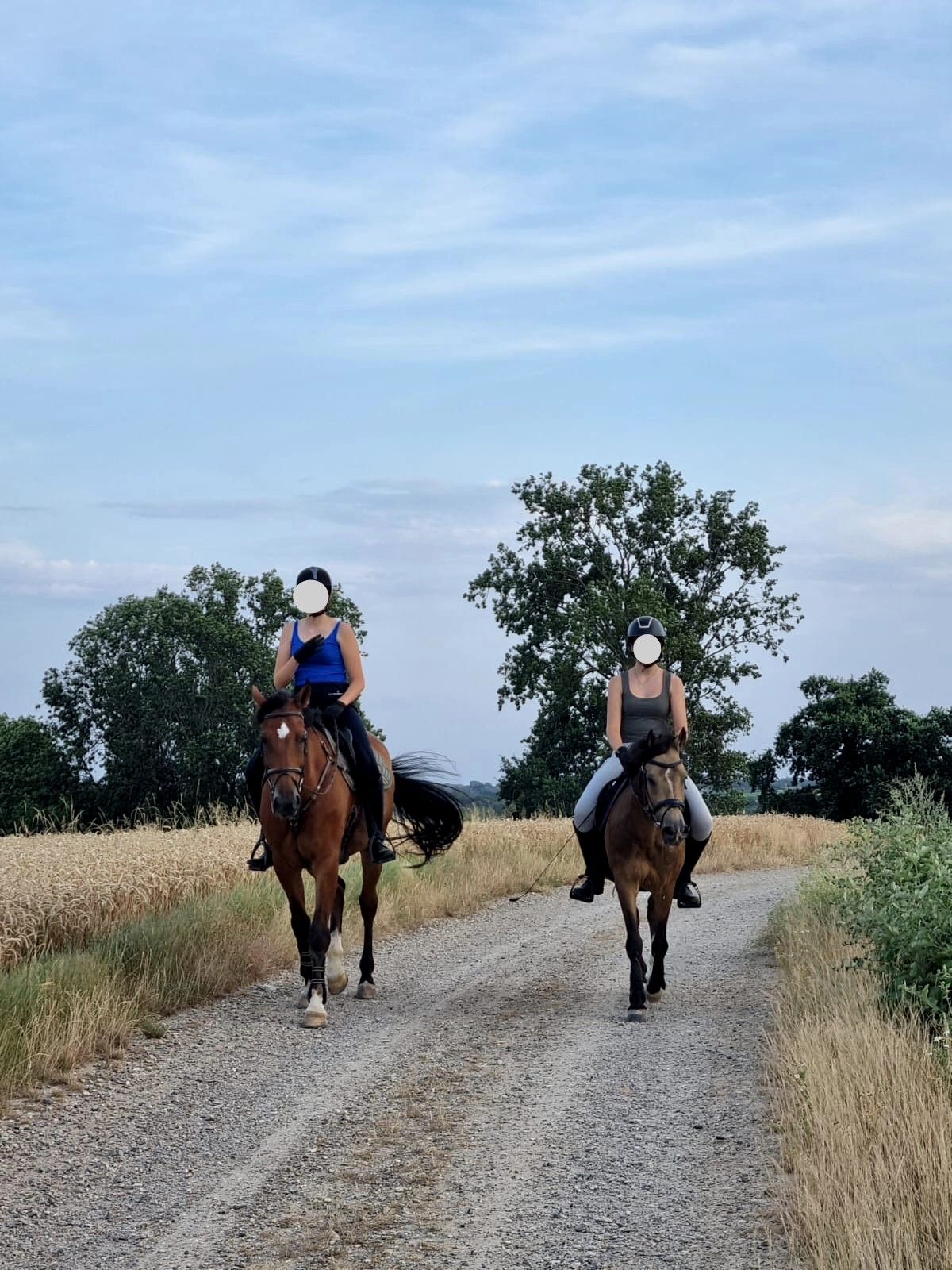 bwp allround-pony ruin 12 år andere-kleur till salu - Foto 4
