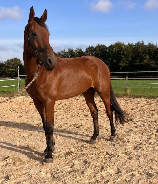 5-jarige Ruin van Kannan x Nabab de Reve x Libero H