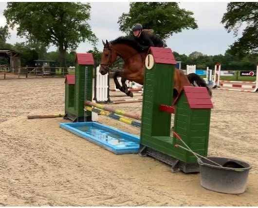 kwpn springpaard ruin 5 år bruin till salu - Foto 2