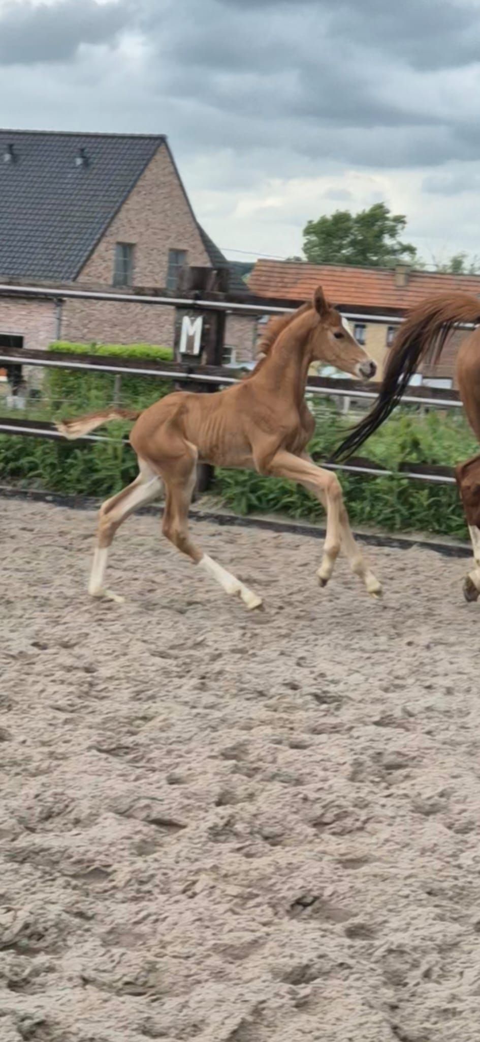 Litchy dressuurpaard hengst 0 år til salgs - Foto 2