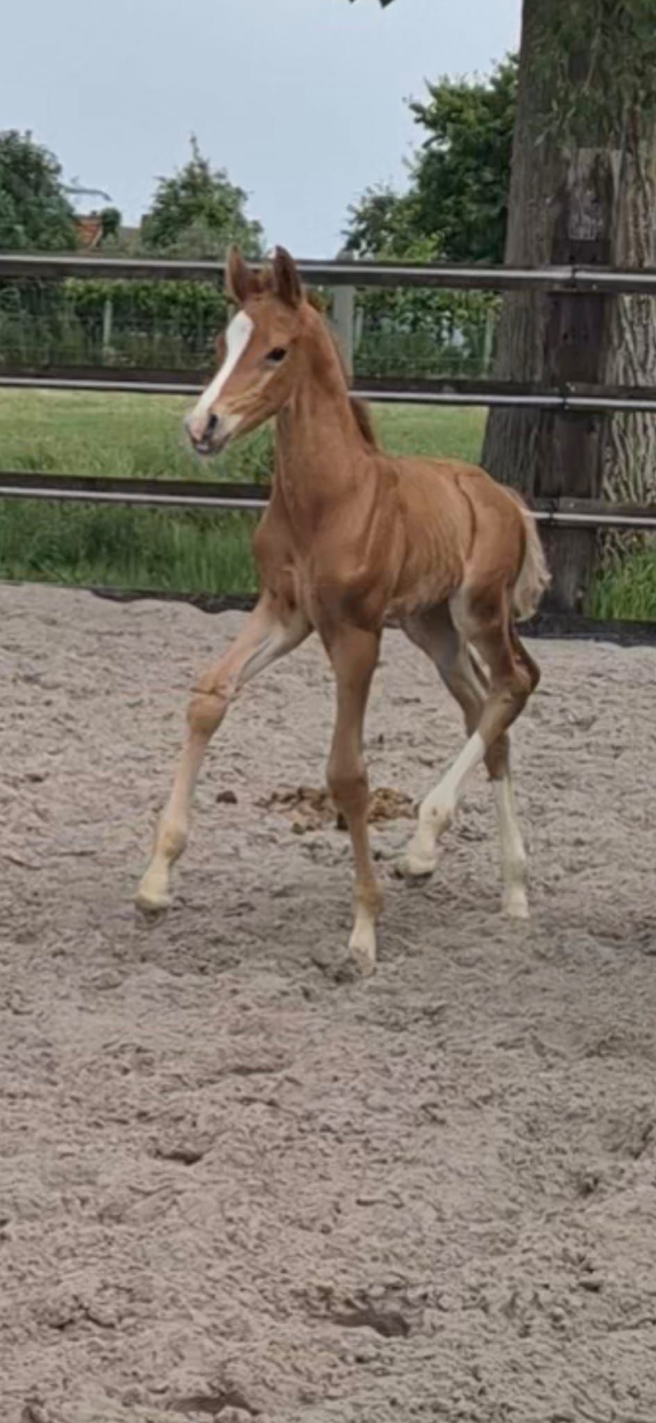 Litchy dressuurpaard hengst 0 år til salgs - Foto 3