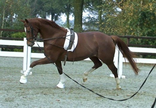 kwpn dressuurpaard merrie 8 سنوات vos للبيع - صورة 5