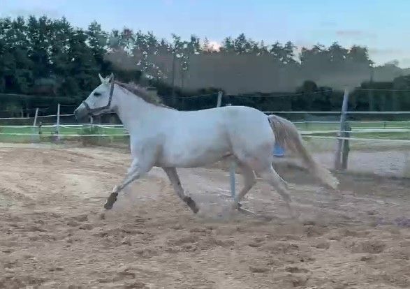 5-year-old mare Zirocco Blue x Silverstone x Lord Calando