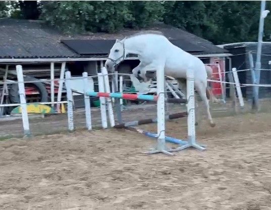 kwpn springpaard merrie 5 jaar schimmel te koop - Foto 2