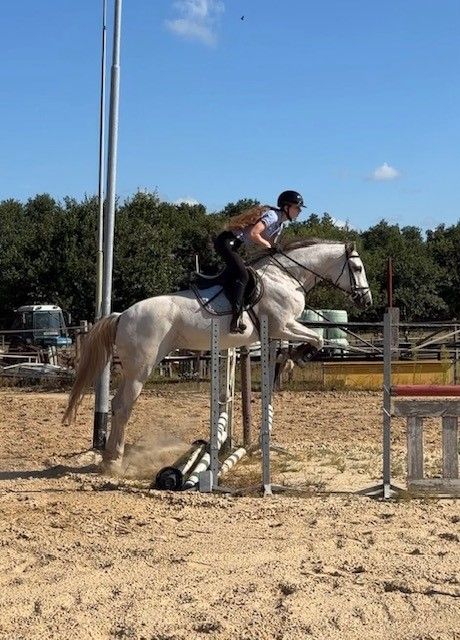 kwpn springpaard merrie 5 jaar schimmel te koop - Foto 3
