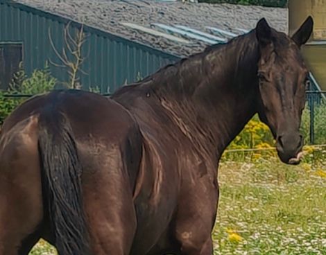 Beautiful promising 4-year-old gelding