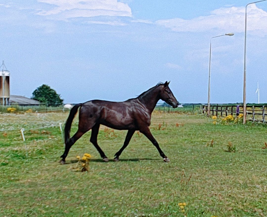 dressuurpaard ruin 4 år zwart till salu - Foto 2