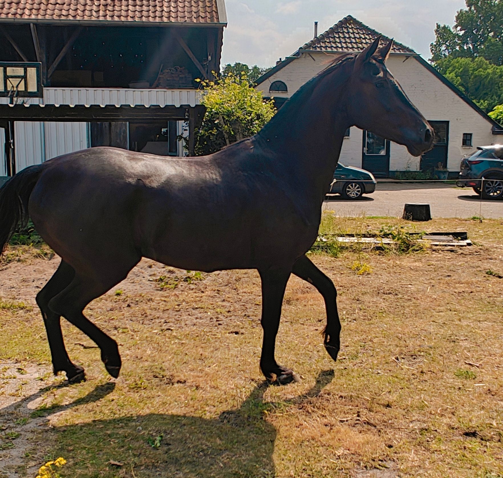dressuurpaard ruin 4 år zwart till salu - Foto 3
