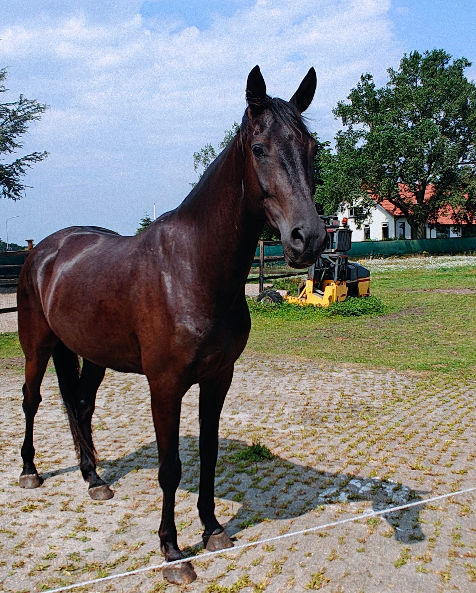 dressuurpaard ruin 4 år zwart till salu - Foto 4