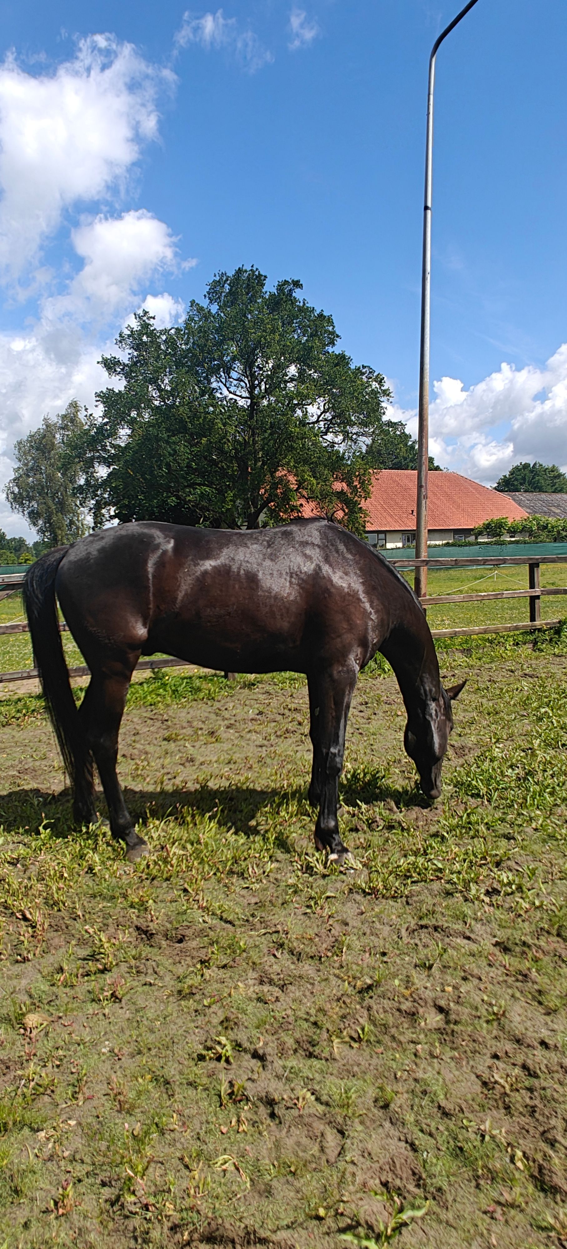 dressuurpaard ruin 4 år zwart till salu - Foto 5
