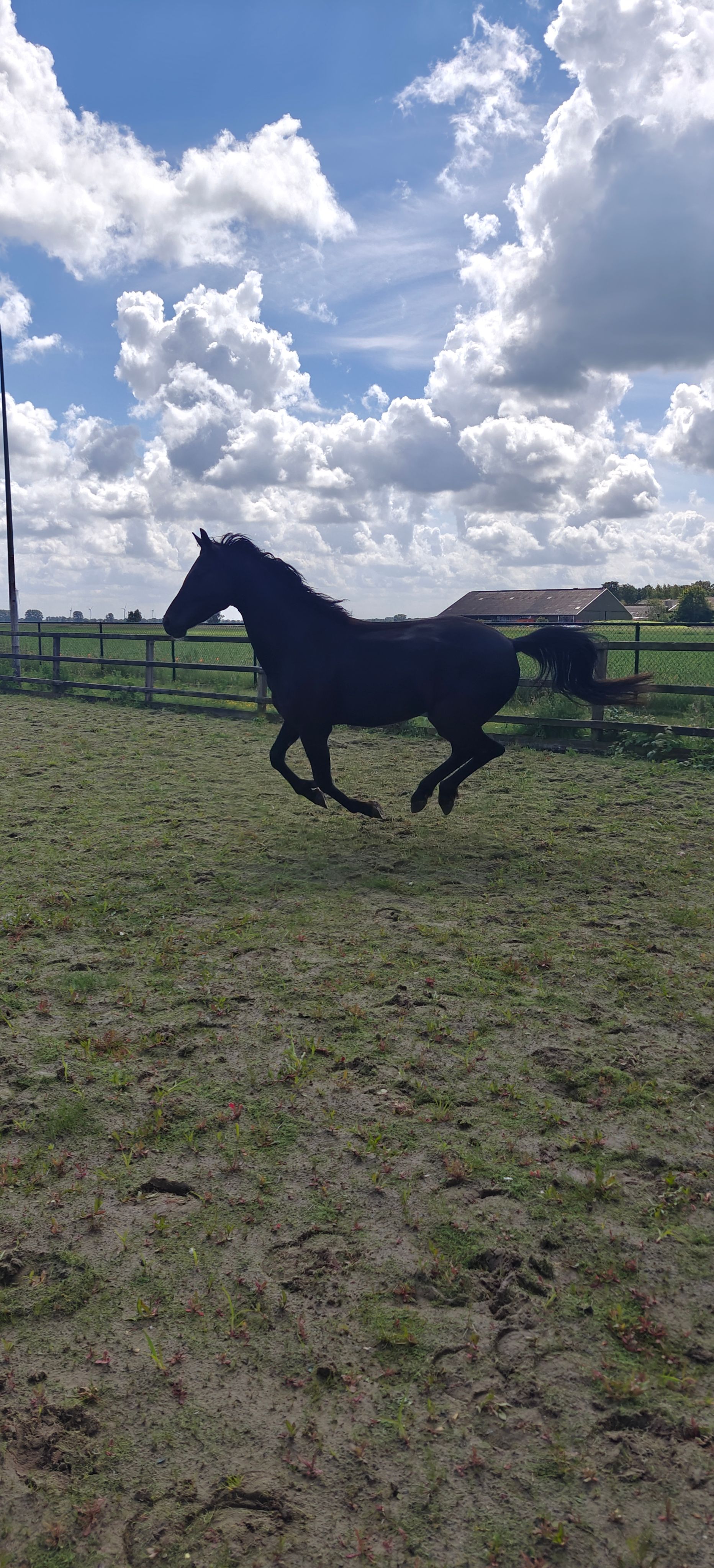 dressuurpaard ruin 4 år zwart till salu - Foto 6