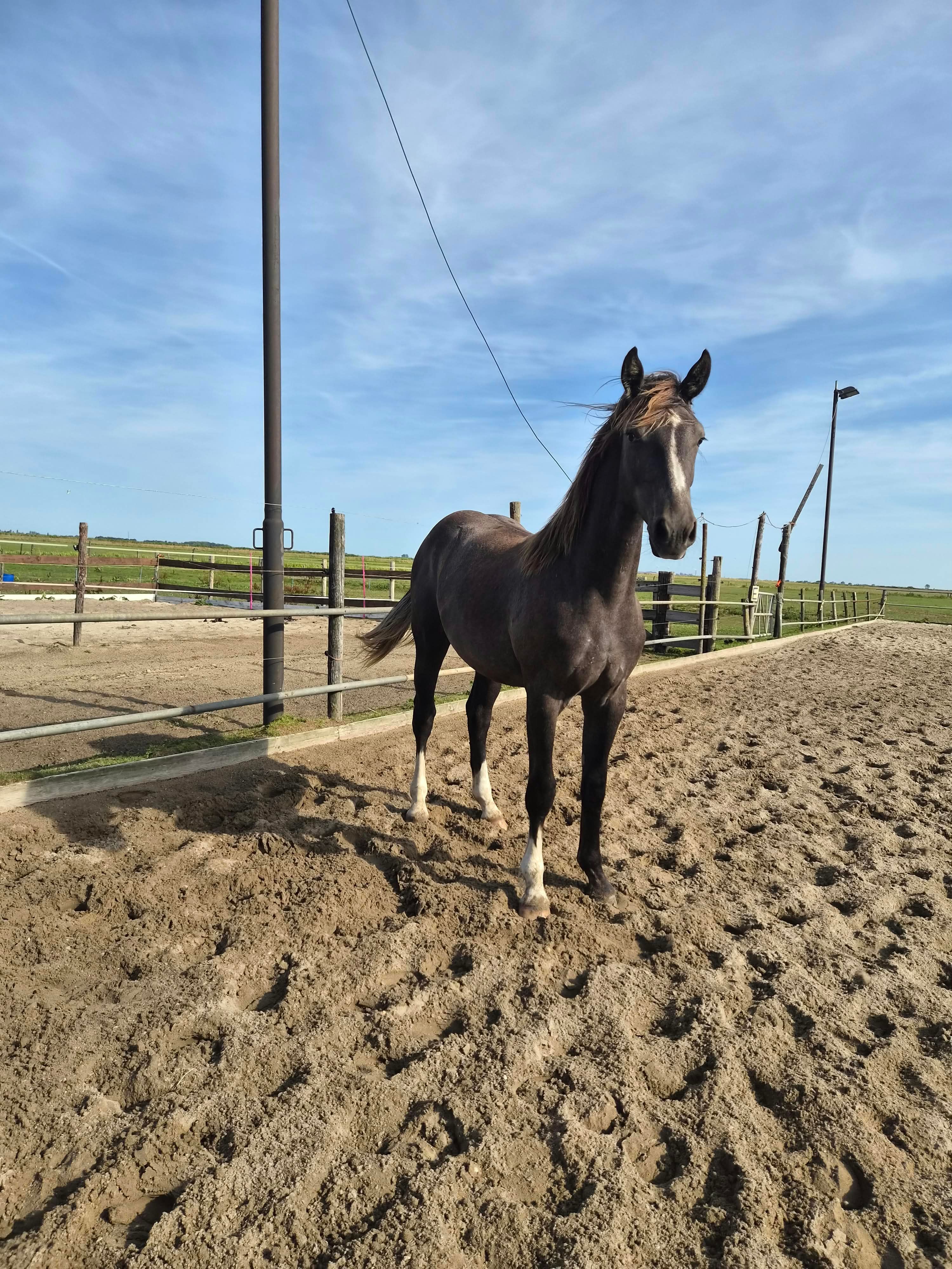 kwpn springpaard ruin 1 år schimmel til salgs - Hovedfoto