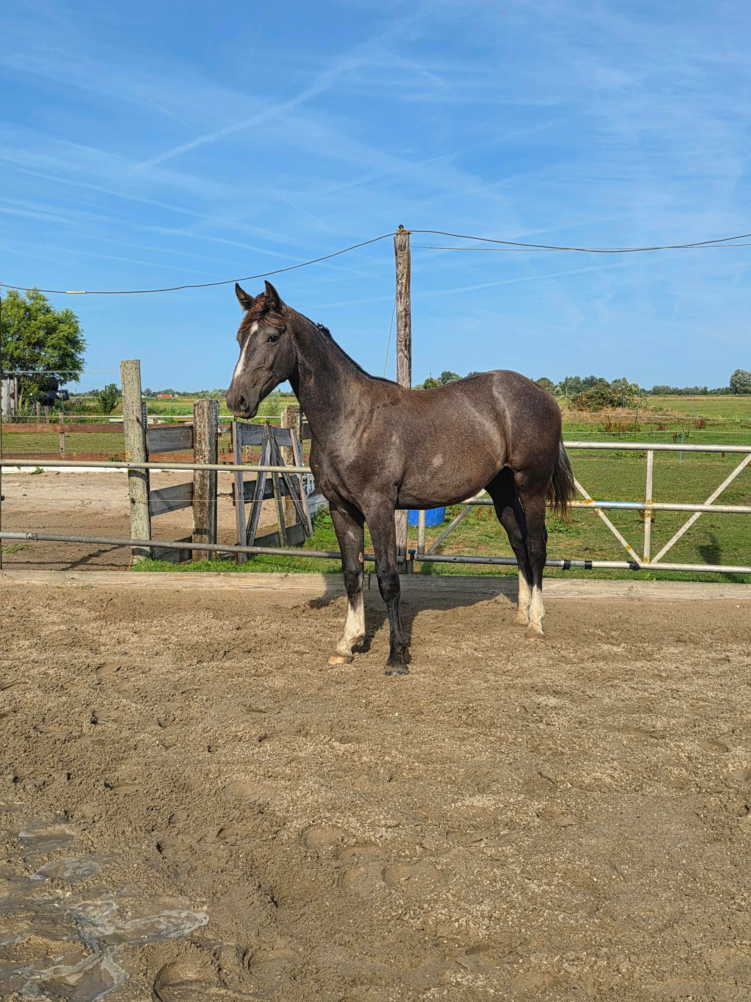 kwpn springpaard ruin 1 år schimmel til salgs - Foto 2