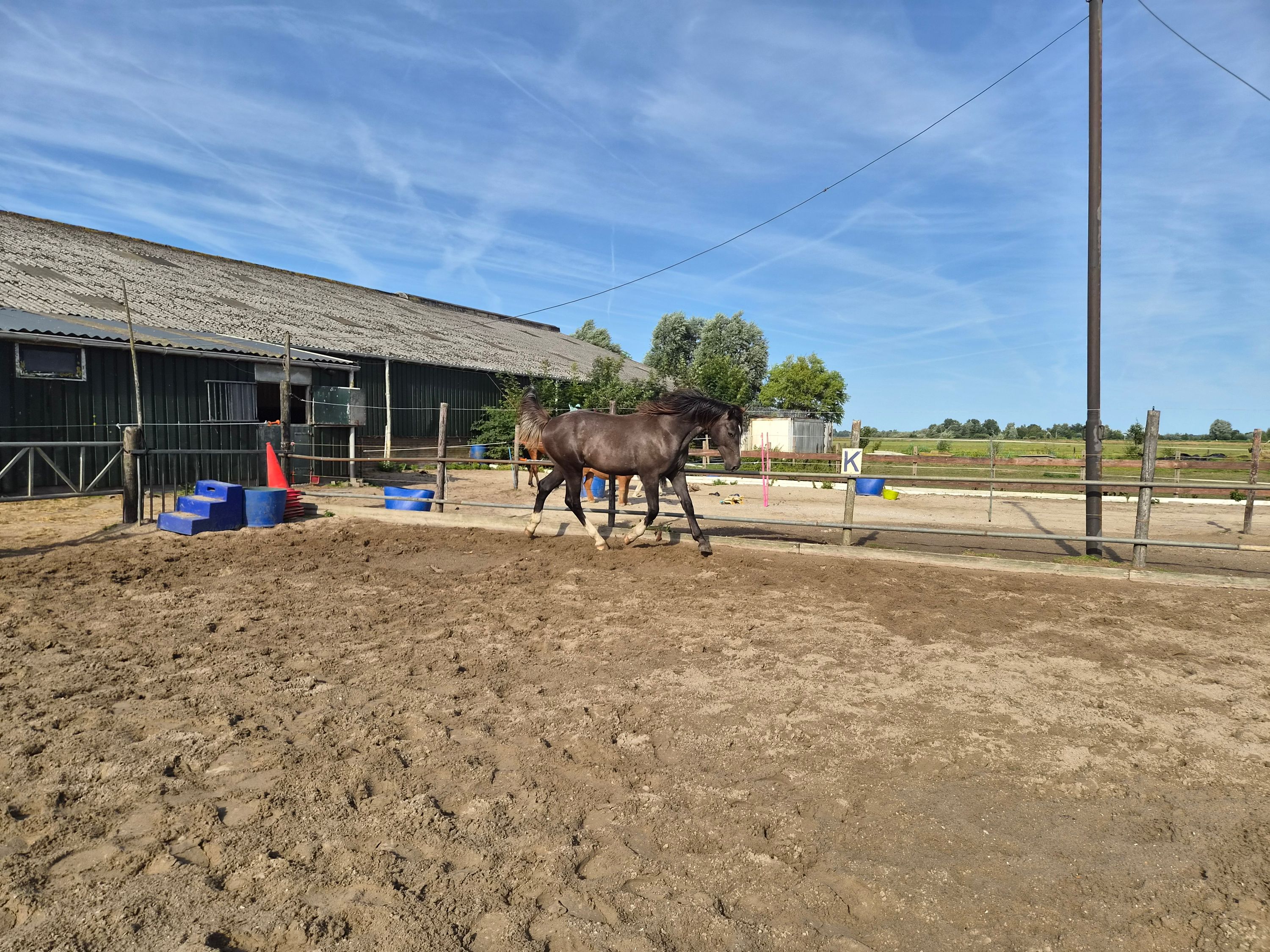kwpn springpaard ruin 1 år schimmel til salgs - Foto 5