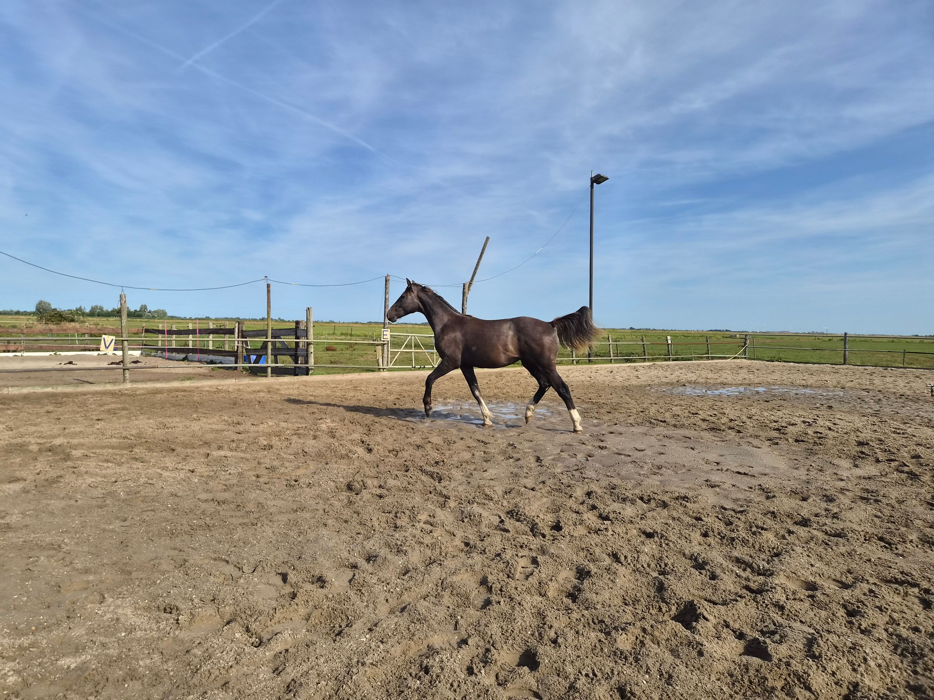 kwpn springpaard ruin 1 år schimmel til salgs - Foto 4