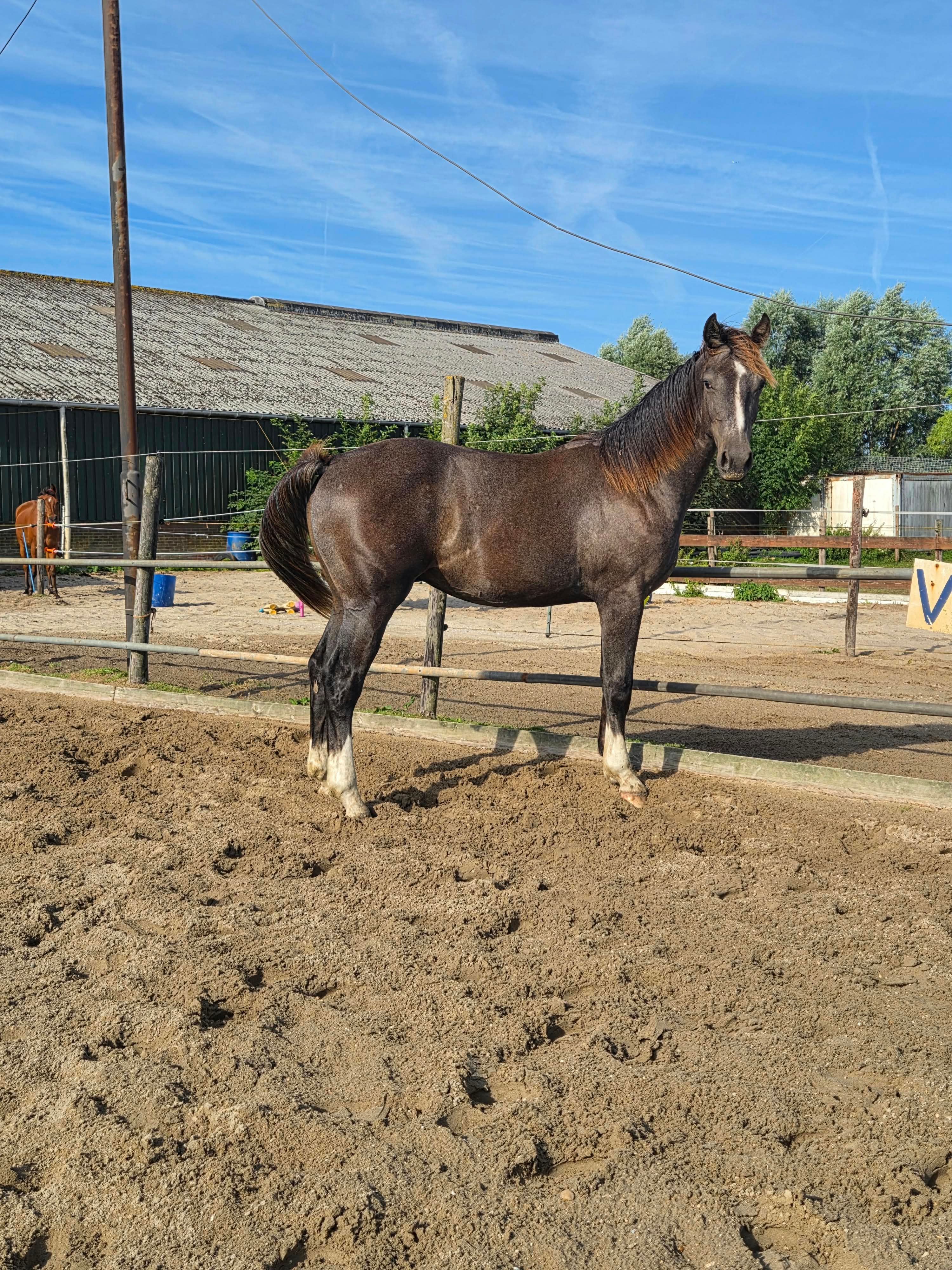 kwpn springpaard ruin 1 år schimmel til salgs - Foto 3