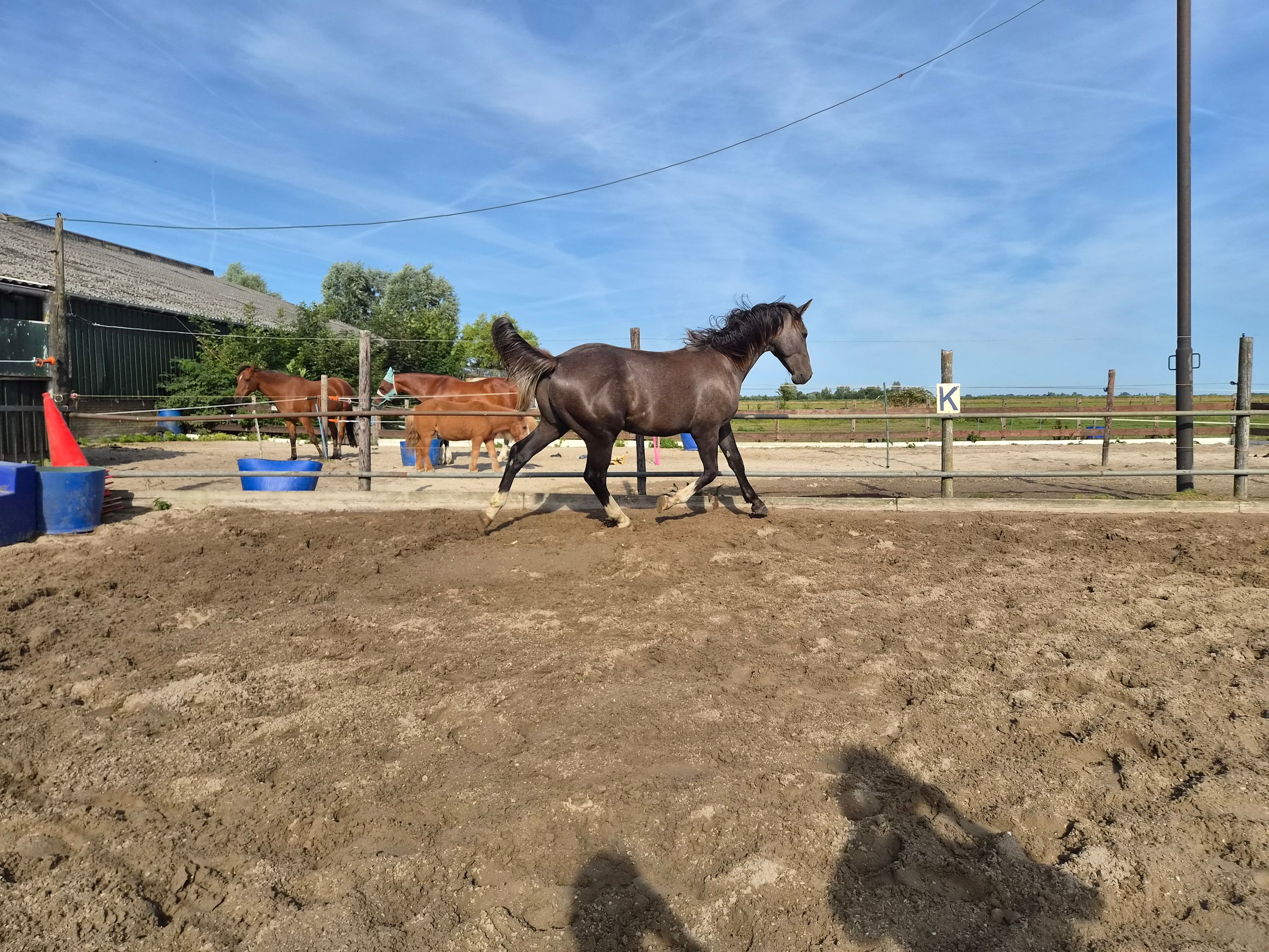 kwpn springpaard ruin 1 år schimmel til salgs - Foto 6