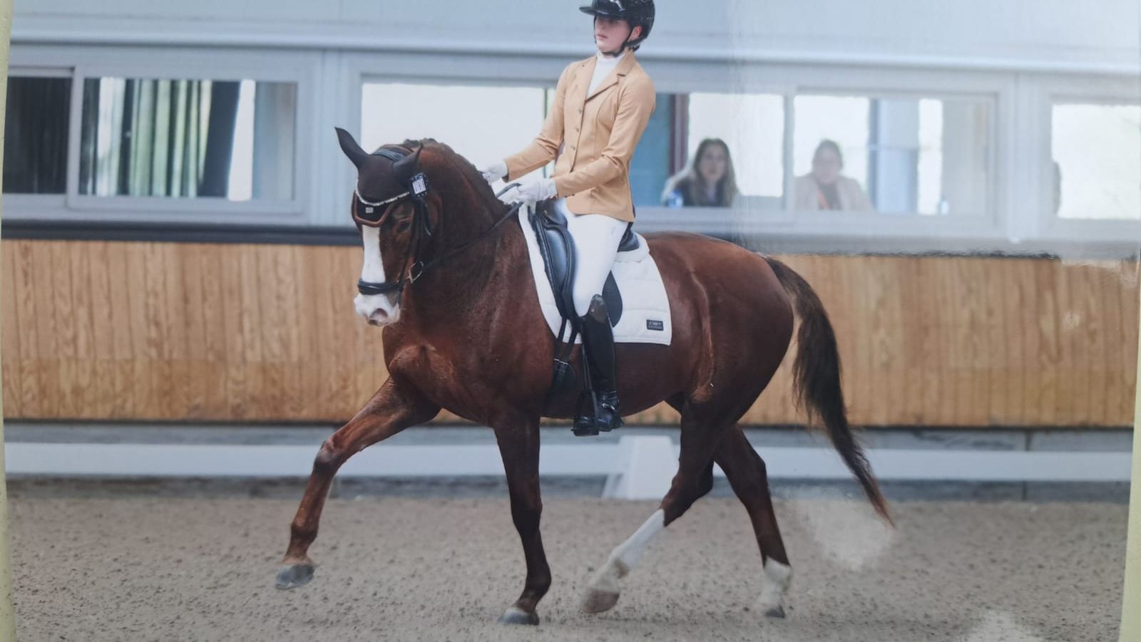Elite dressuurmerrie ZZ-Licht