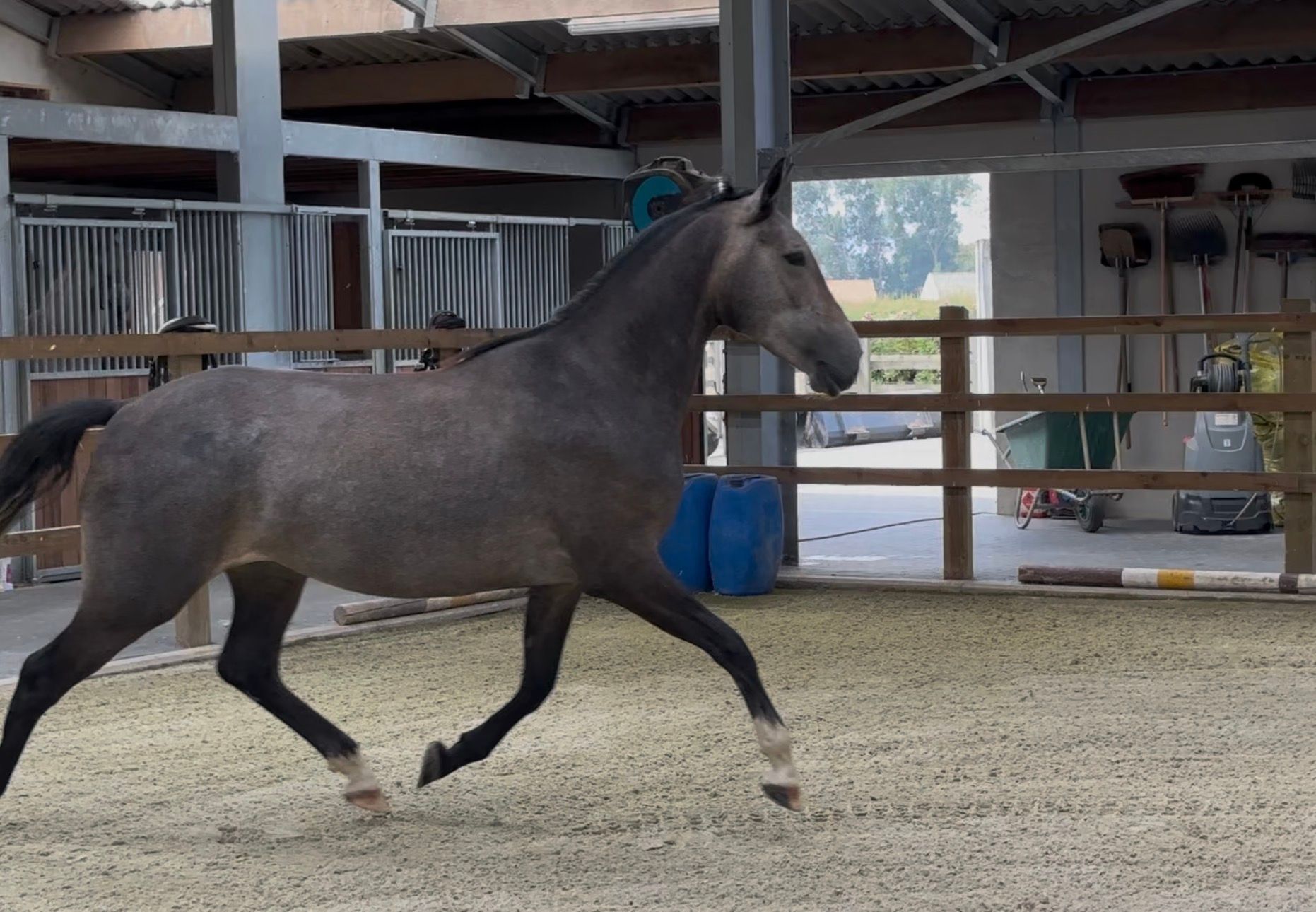 anglo-europees dressuurpaard merrie 3 سنوات schimmel للبيع - صورة 2