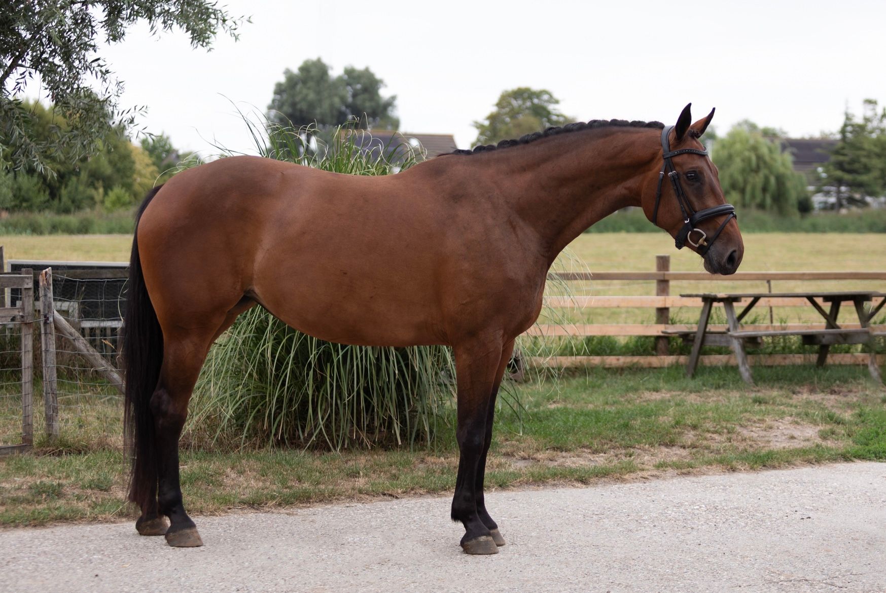 kwpn dressuurpaard merrie 4 years old bruin for sale - Photo 4