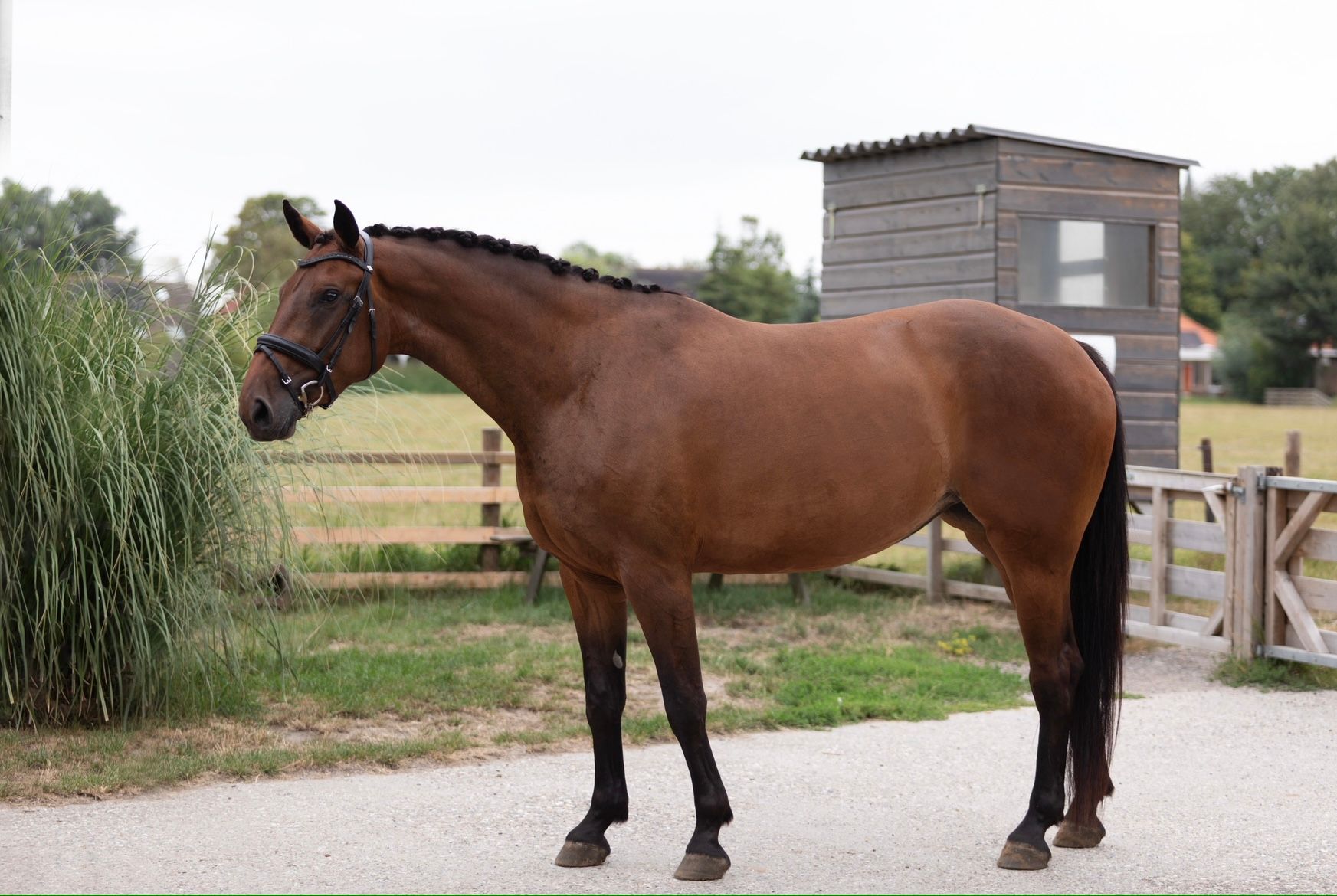 kwpn dressuurpaard merrie 4 years old bruin for sale - Photo 3