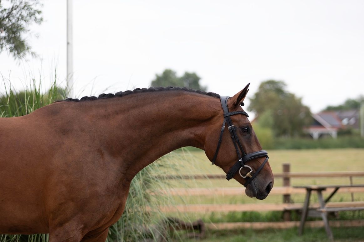 kwpn dressuurpaard merrie 4 years old bruin for sale - Photo 2