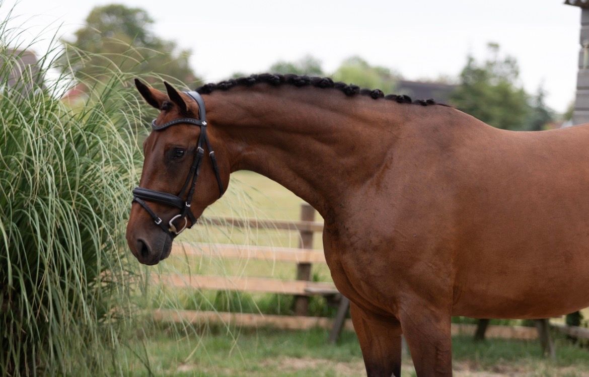 kwpn dressuurpaard merrie 4 years old bruin for sale - Photo 6