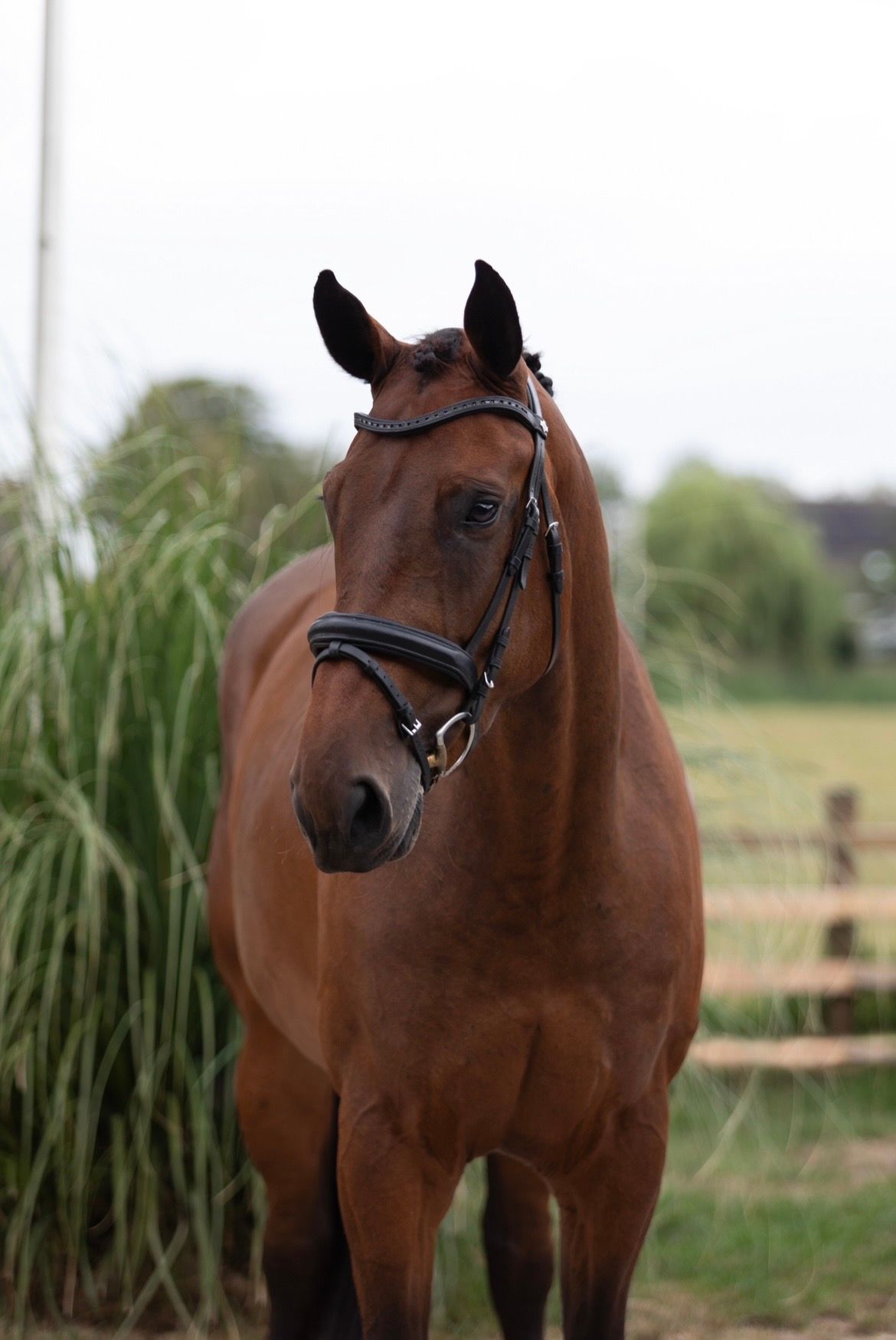 kwpn dressuurpaard merrie 4 years old bruin for sale - Photo 5
