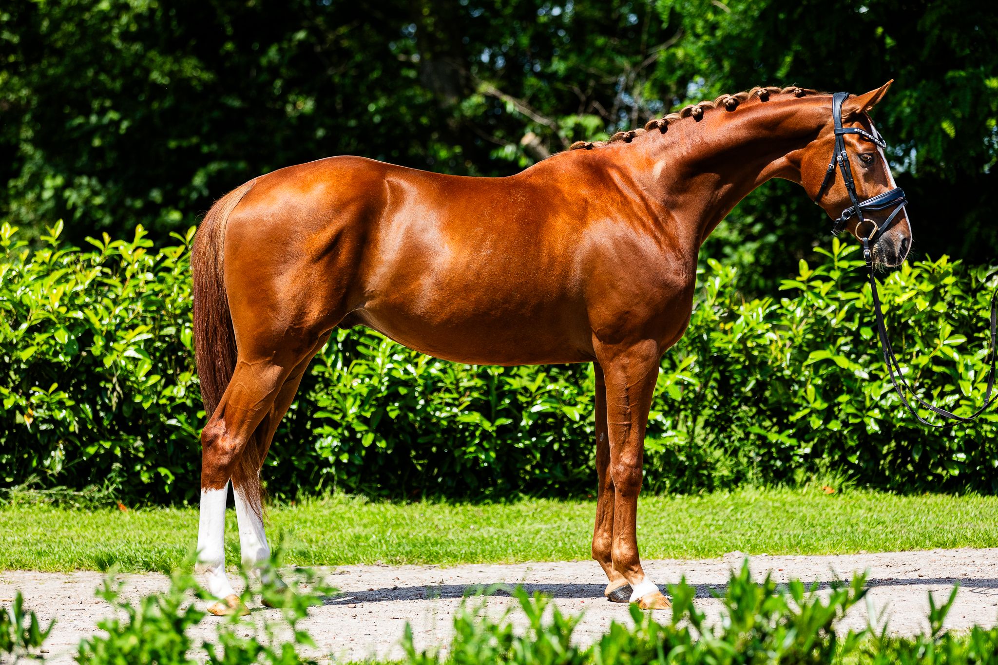 hanovarian dressuurpaard ruin 3 years old vos for sale - Photo 3