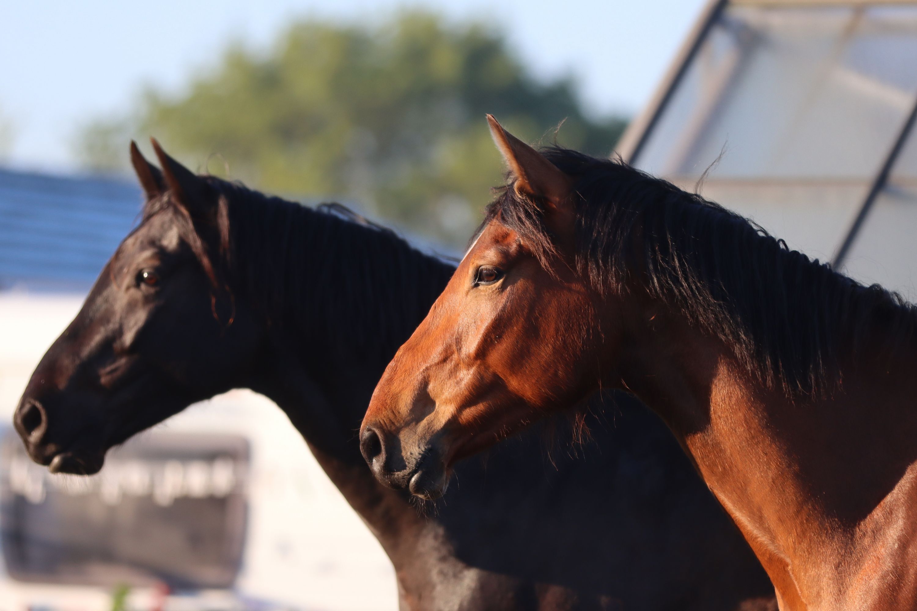 zangersheide springpaard ruin 3 år bruin til salgs - Foto 2