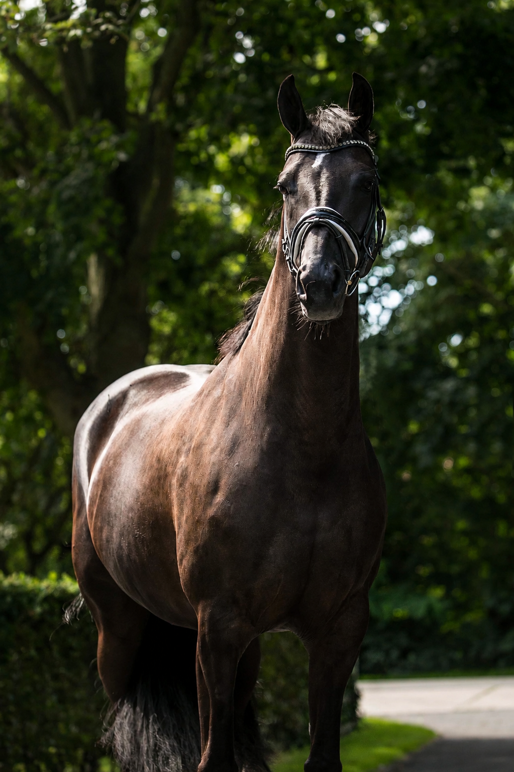 KWPN dressuurpaard merrie 3 years old Zwart for sale - Photo 2