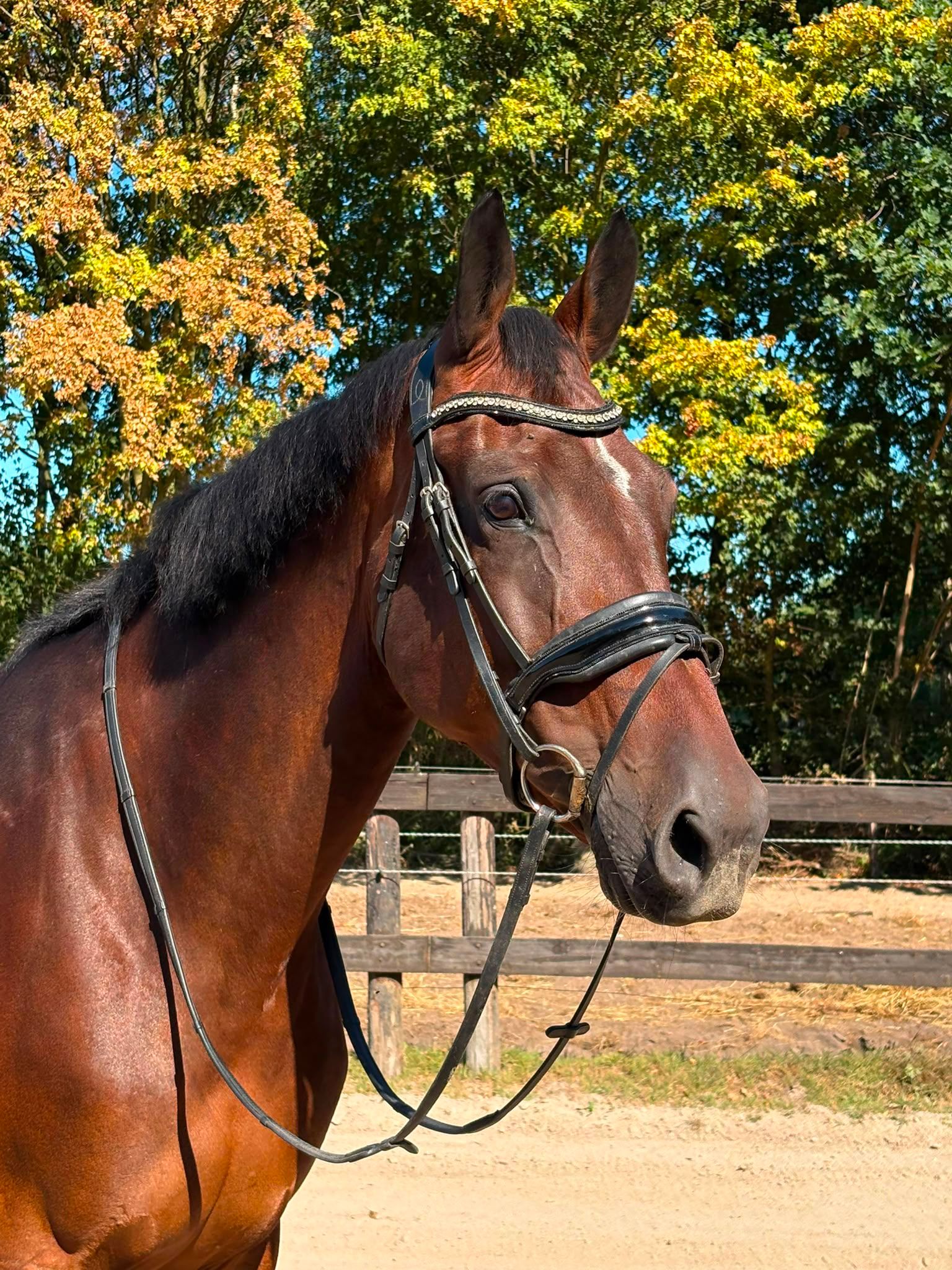 kwpn springpaard merrie 12 år bruin till salu - Foto 3