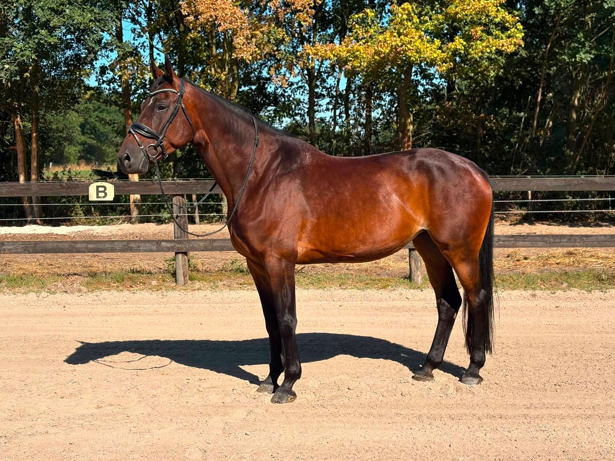 kwpn springpaard merrie 12 år bruin till salu - Foto 2