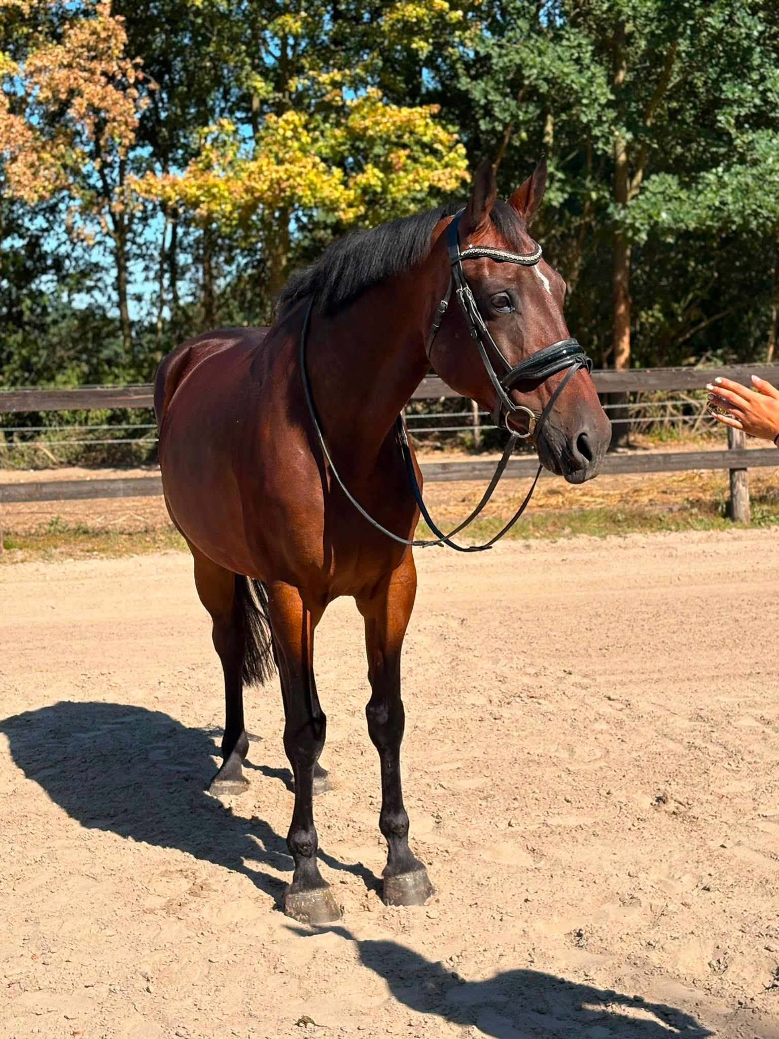 kwpn springpaard merrie 12 år bruin till salu - Foto 4