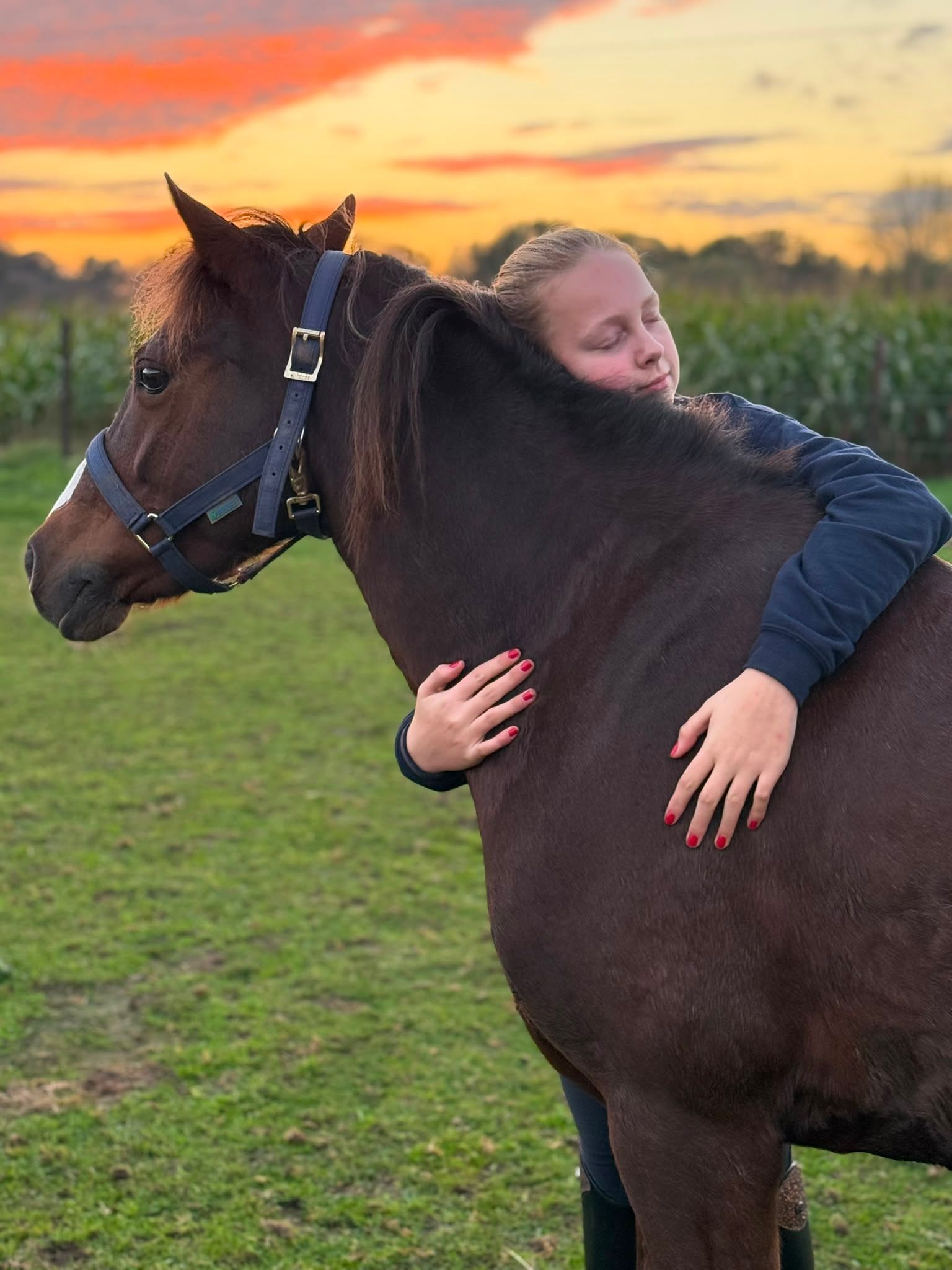 welsh-cob allround-pony merrie 15 Jahre alt vos zu verkaufen - Foto 2
