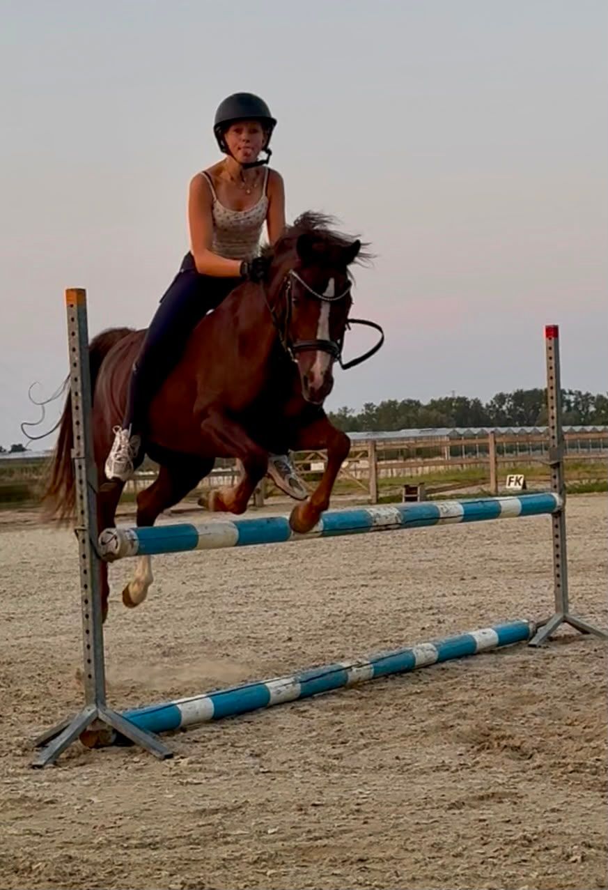welsh-cob allround-pony merrie 15 Jahre alt vos zu verkaufen - Foto 3