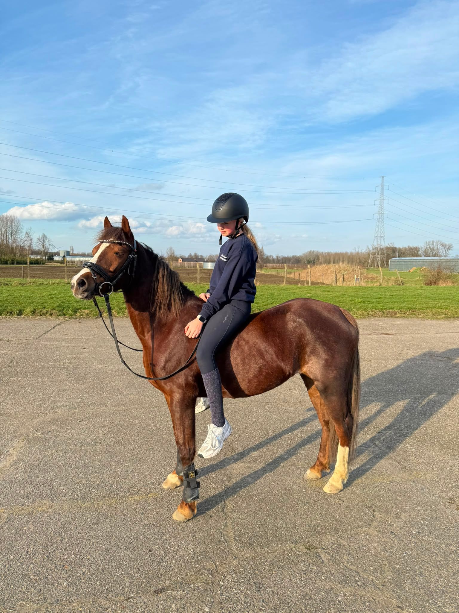 welsh-cob allround-pony merrie 15 Jahre alt vos zu verkaufen - Foto 4